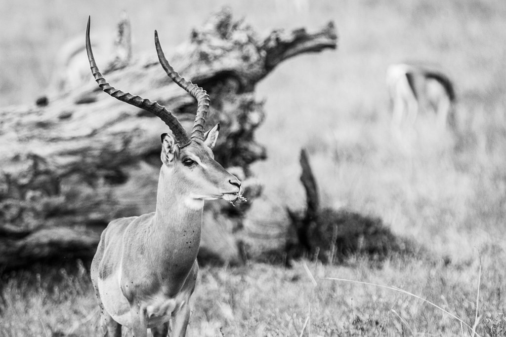 kenyan wildlife