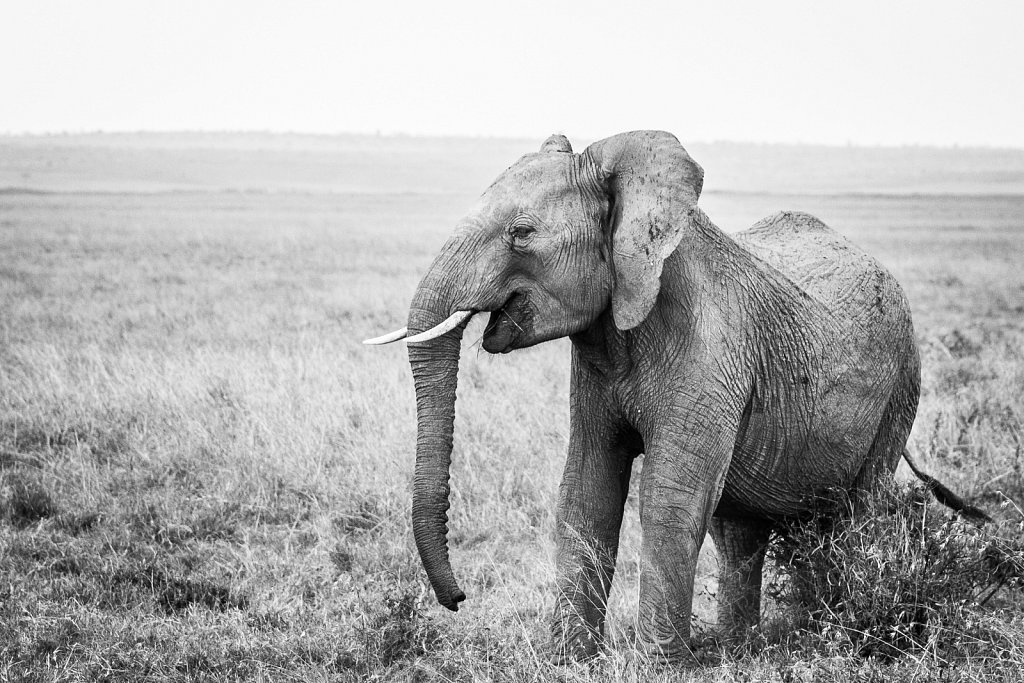 kenyan wildlife