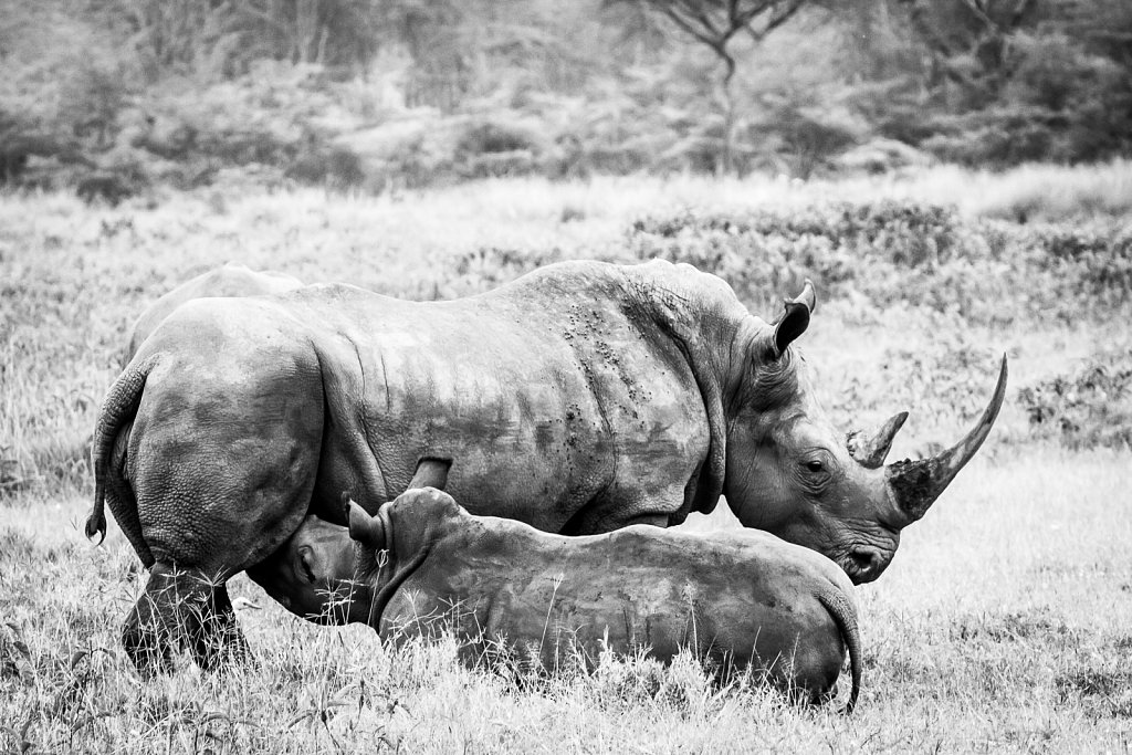 kenyan wildlife