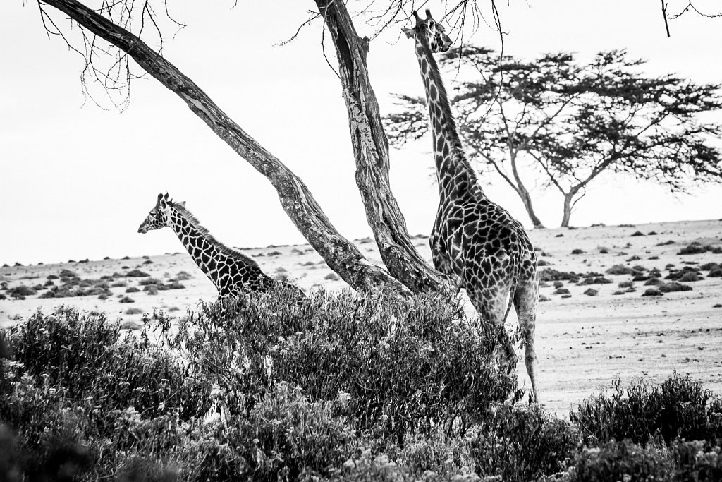 kenyan wildlife