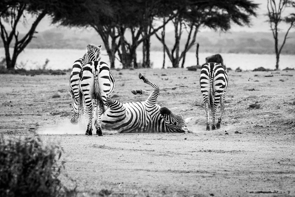 kenyan wildlife